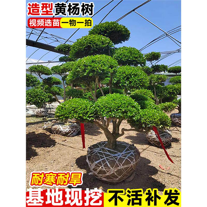 小叶黄杨树雀氏黄杨盆景树四季常青树苗庭院别墅造型绿化进化空气