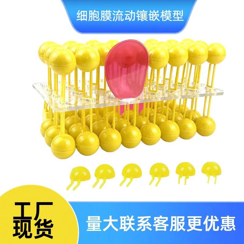 J3223细胞膜流动镶嵌模型组件 细胞膜模型 生物实验器材教学a092
