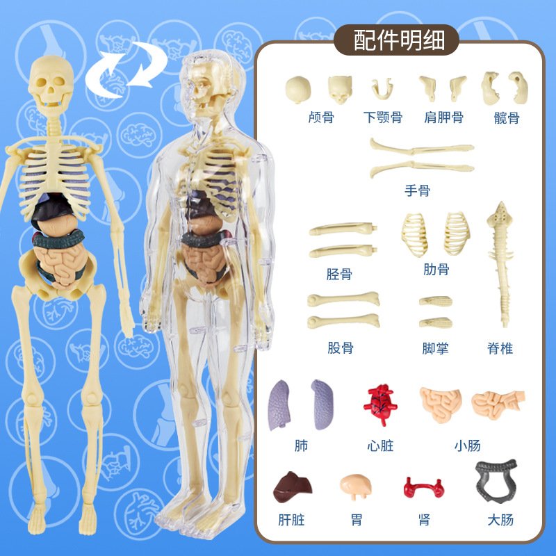 80CM半皮半肌肉解剖人体穴位模型 经络按摩男女针灸穴位中医教学