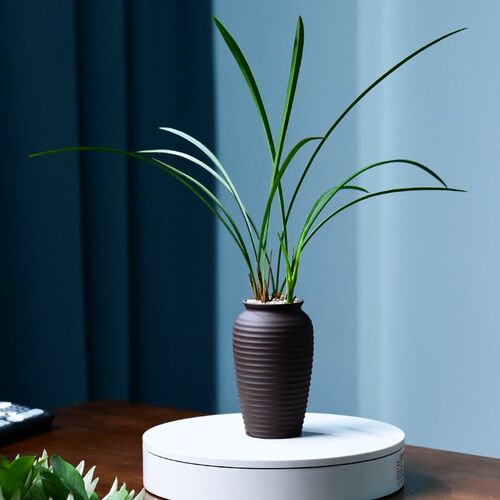 天香素紫沙水波纹k盆铁骨建兰绿植兰花卉盆栽花盆四季植物室内好