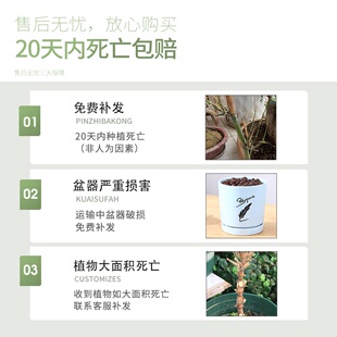 罗汉竹佛肚竹盆栽老桩四季常青植物办公室内客厅矮V化盆景竹子绿