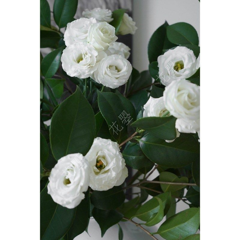 花曌 一款属于初夏的白与绿 z家居餐桌书桌面瓶插花鲜花水养真花,鲜花速递/花卉仿真/绿植园艺,花材,淘宝优惠券,粉丝福利购,淘宝优惠卷