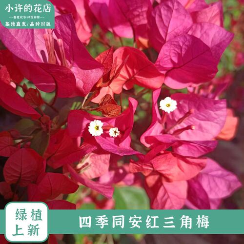 四季红同安红三角梅勤花盆栽阳z台庭院种植带花发货【小许的花店