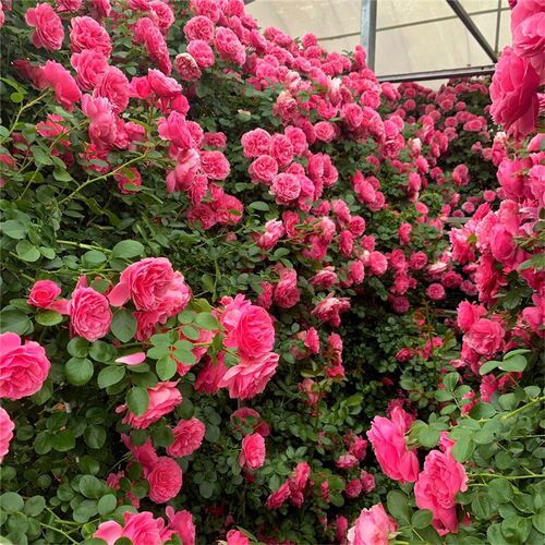 蔷薇花苗藤本月季特大浓香庭院爬藤植物花卉盆栽阳台玫Y瑰爬墙四