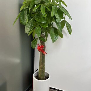 发财树盆b栽办公室大颗植物客厅室内净化甲醛深圳同城乔迁送礼开