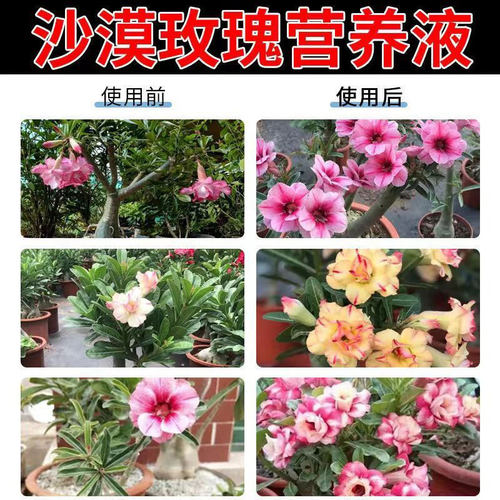 急救沙漠b玫瑰多肉黄叶不开花掉叶子焦边促生长催花延长花期营养