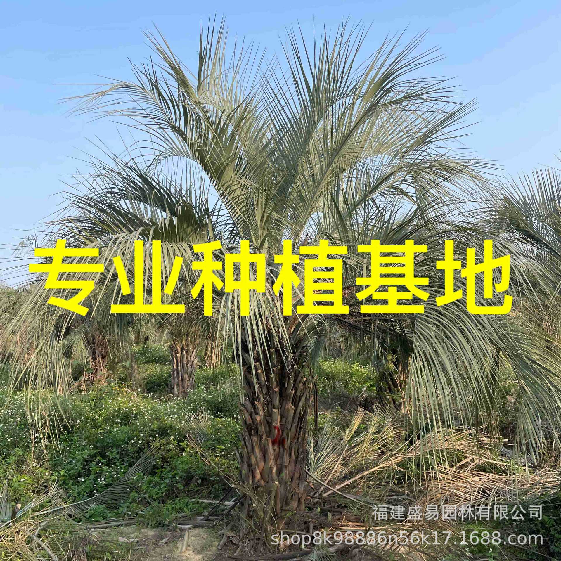 福建布迪椰子树供应 安徽布迪椰子价格 江苏布迪椰子基地
