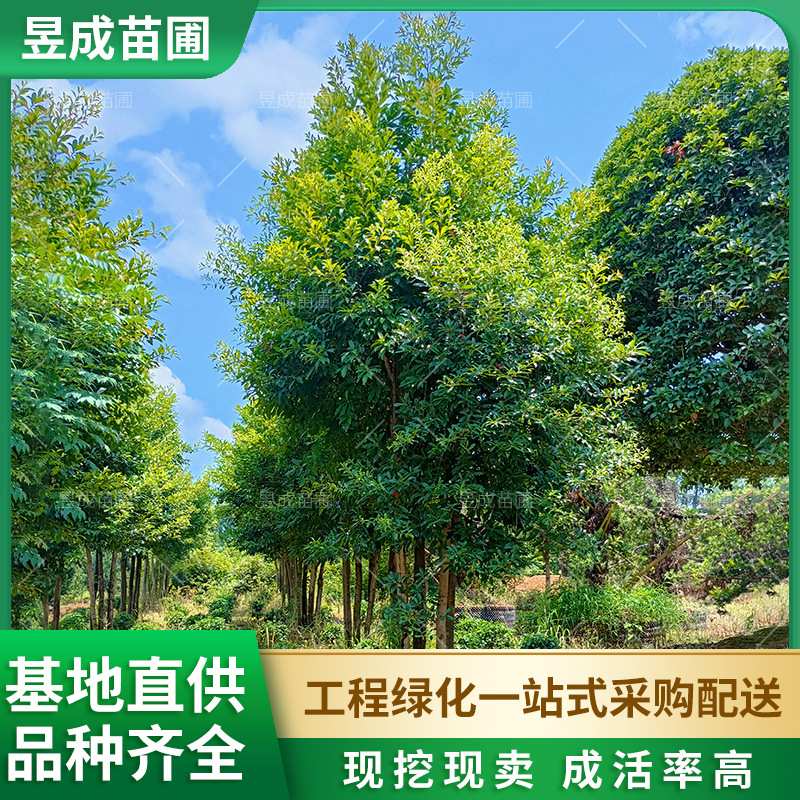 苗圃供应丛生杜英移植四季常青绿化苗木庭院公园行道景观杜英树