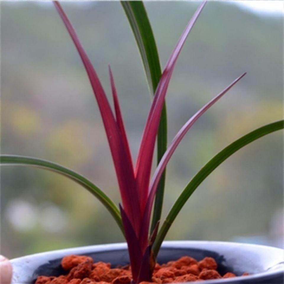 兰花建兰四季兰红草红荷