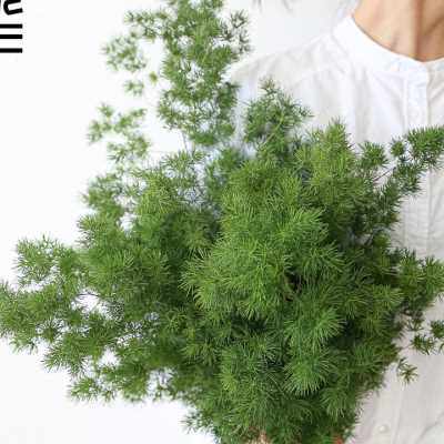 狐尾天门冬蓬莱松文竹天门冬水培植物室内水养植物观叶小众