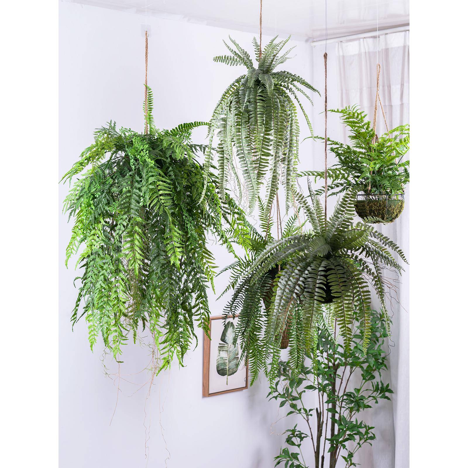 森系垂吊波斯蕨植物草球吊挂盆绿植家居商铺橱窗造景吊顶装饰