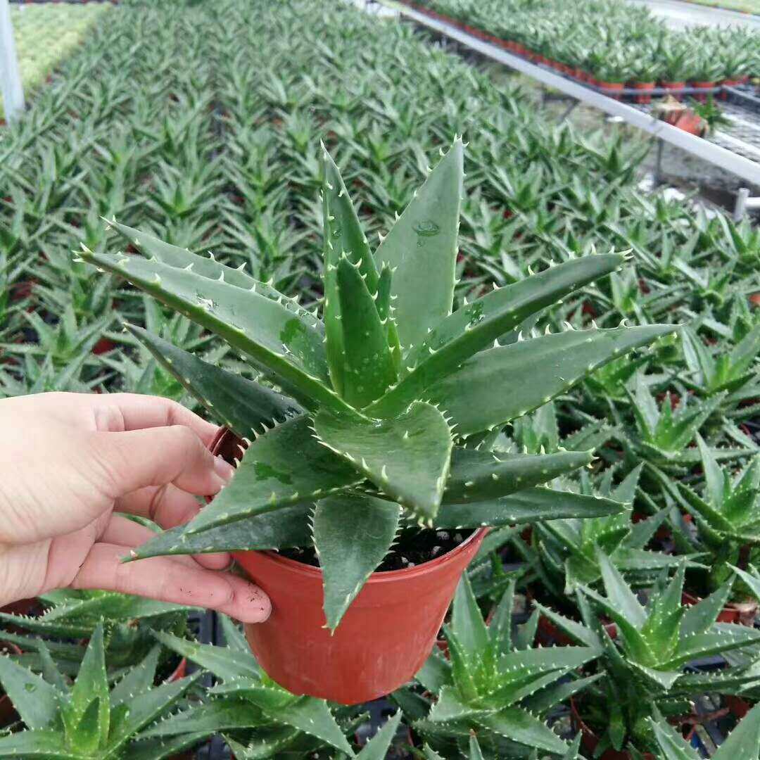【基地直供】居家花卉植物多肉植物阳台植物芦荟不夜城