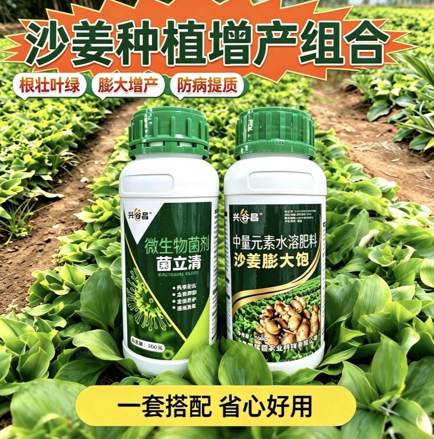 沙姜专用爆姜防病提升抗逆组合增大块根增强免疫促进分芽控旺