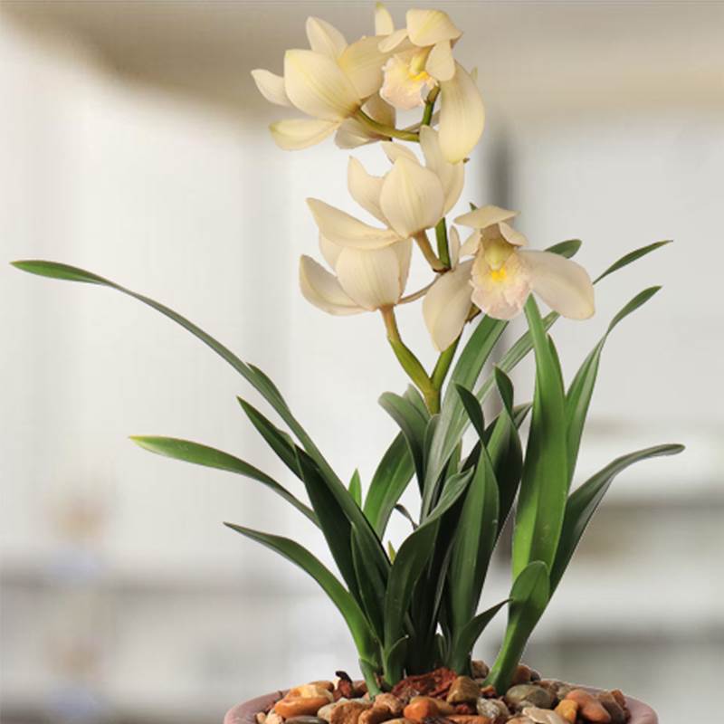 宽叶矮种 超香兰花 玉娇 建兰四季兰花卉盆栽绿植好养兰花苗