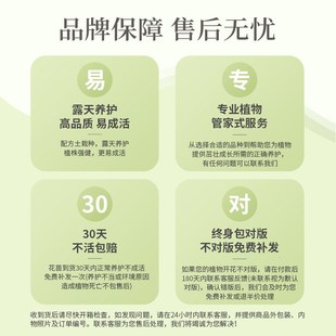 虹越无尽夏绣球花盆栽阳台落跑新娘万华镜响声花期长庭院地栽耐热