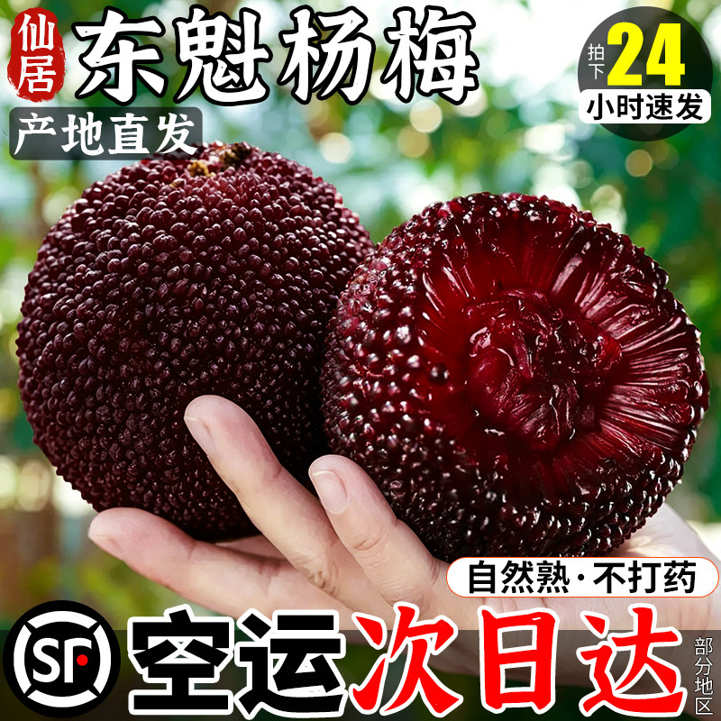 空运 仙居东魁杨梅鲜果新鲜现摘现发6斤专用泡酒整箱顺丰包邮