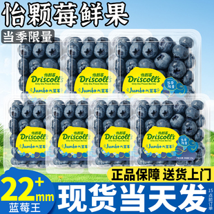 蓝莓新鲜水果花香怡颗莓云南当季鲜果12盒特大果礼盒官方旗舰店