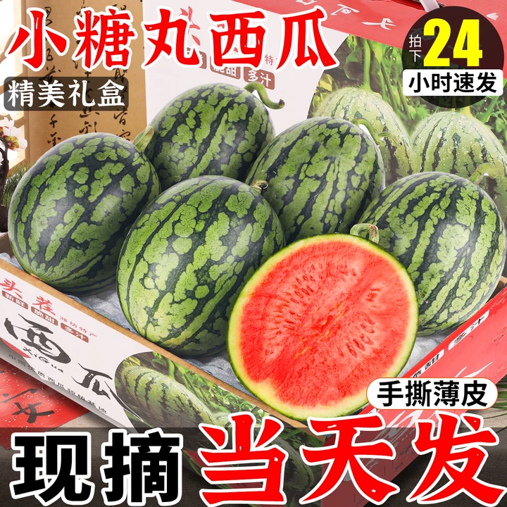 山东小糖丸西瓜2K现摘手撕薄皮