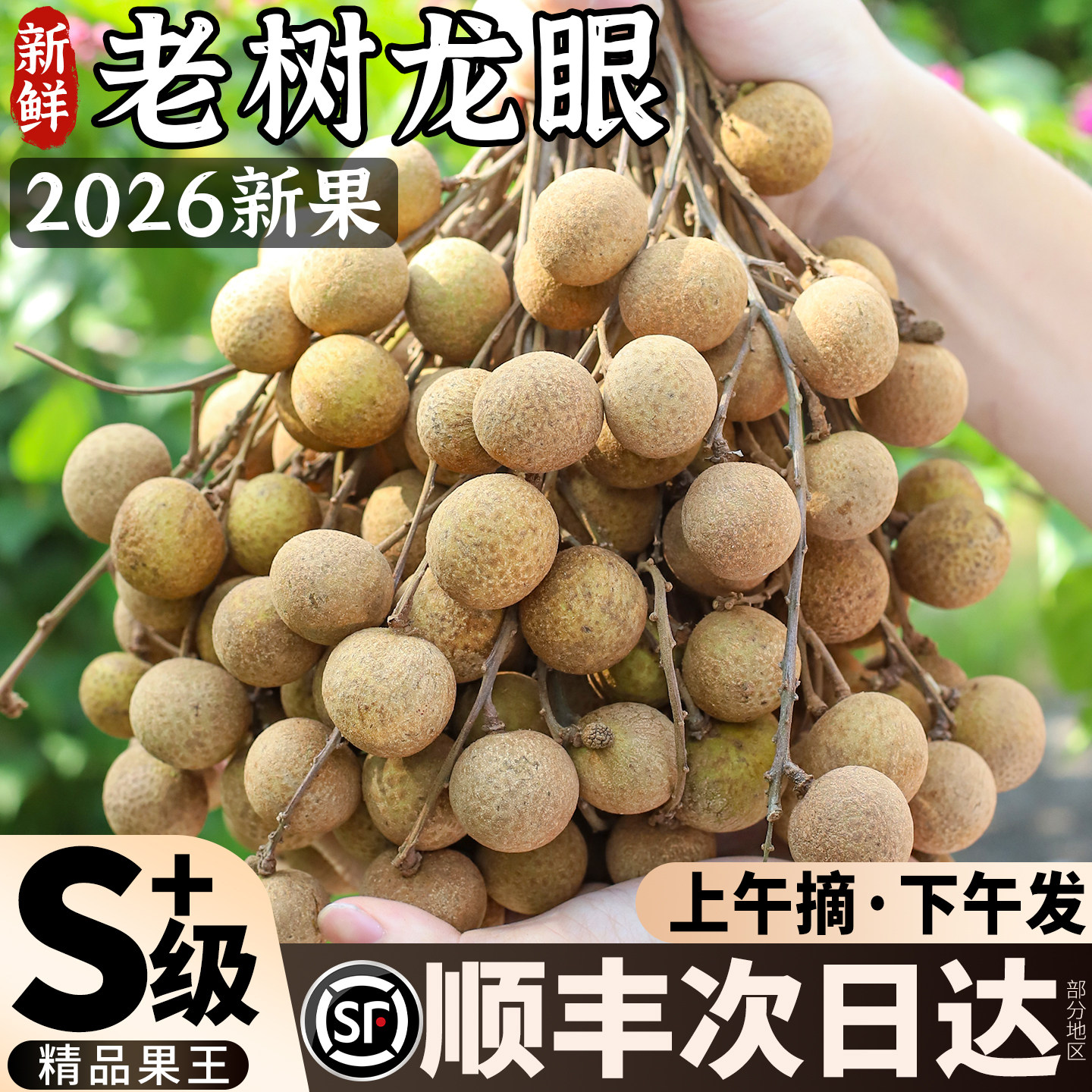 顺丰龙眼双拼丨2026当季现摘现发