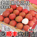順豐黑葉荔枝新鮮水果妃子當季 孕婦 包郵 笑現(xiàn)摘桂老樹味大果精品