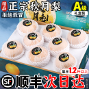 孕妇整箱限定 当季 顺丰礼盒正宗秋月梨莱阳新鲜水果正品 山东梨应季