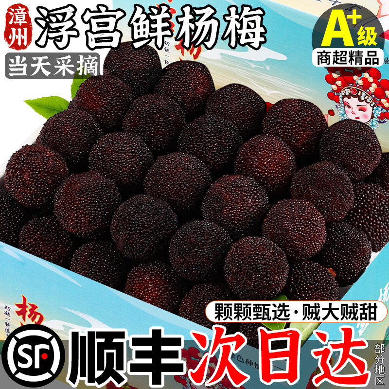现货顺丰正宗浮宫杨梅鲜果新鲜现摘现发当季水果东5魁礼盒仙非居