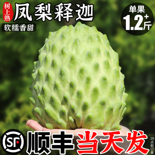 顺丰 凤梨释迦果新鲜5斤当季现摘大果林檎番荔枝牛奶果整箱包邮