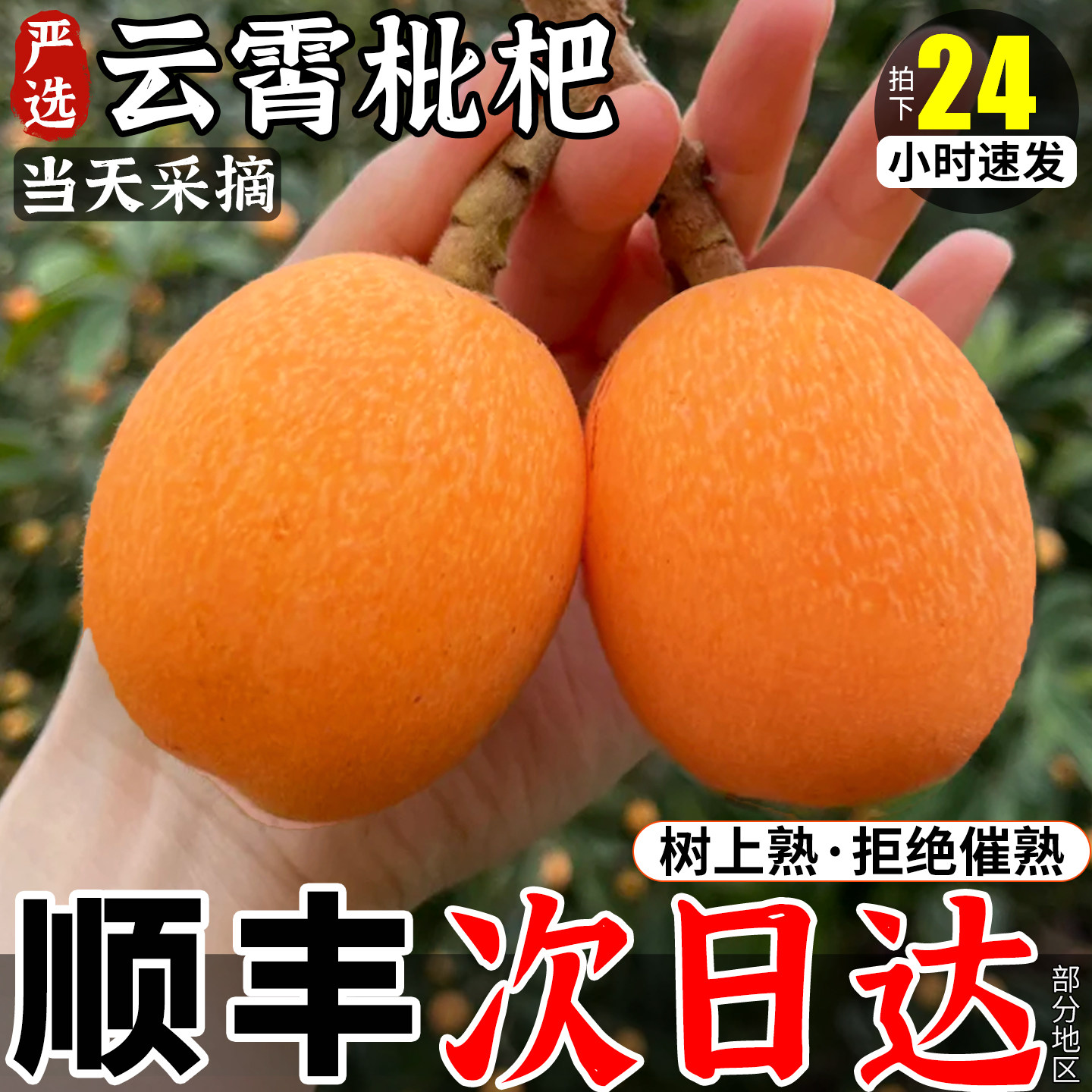 正宗云霄枇杷新鲜水果10斤当季整箱礼盒鲜果琵琶大果批把顺丰包邮
