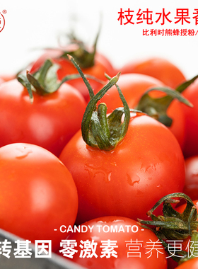 枝纯樱桃小番茄水果小柿子儿童营养代餐富含番茄红素顺丰包邮
