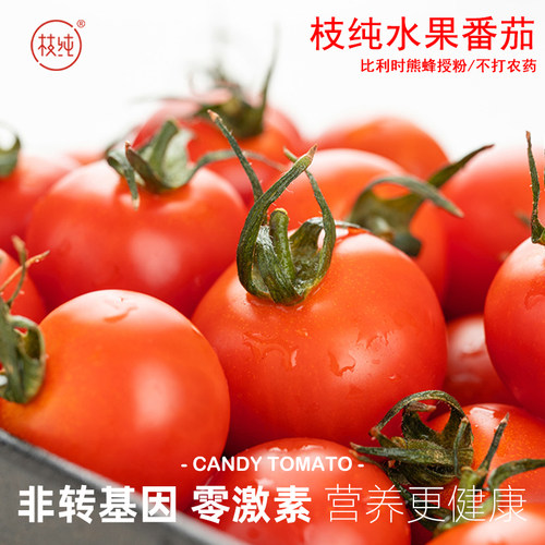 枝纯樱桃小番茄水果小柿子