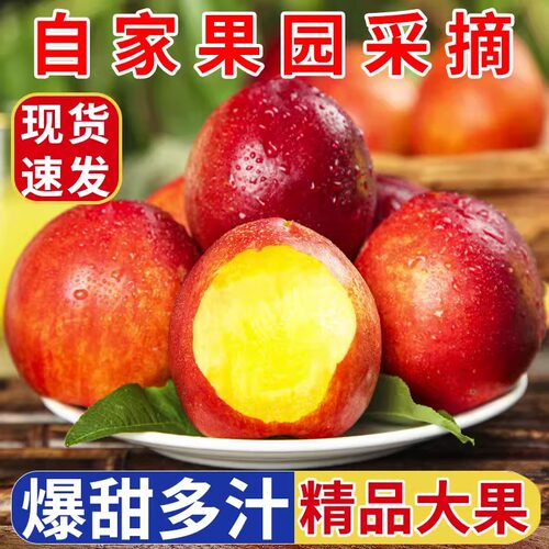 当季新鲜现摘露天黄心油桃新鲜
