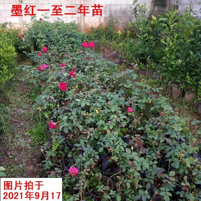 云南墨红滇红大苗食用玫瑰u花盆栽重瓣大花浓香四季开花带花苞土