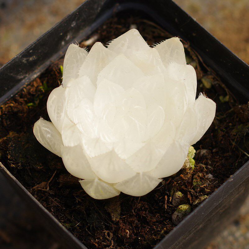 白莲花玉露锦高档药锦多肉植物稀有贵货室内阳台T防辐射盆栽花绿
