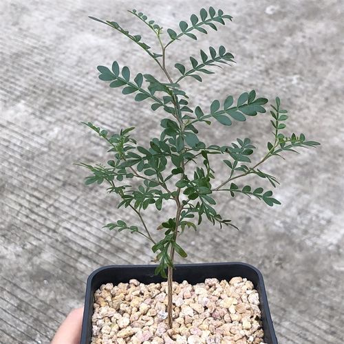 象足漆树潮流块根植物园艺实生 阳台盆K栽多肉植物 苏西的花园