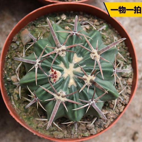宽刺凌波实生g仙人球稀有大颗美观开花好养仙人掌阳台庭院小盆栽