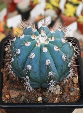 蓝云实生仙e人球稀有蓝色球体出云开花美观好养仙人掌多肉小盆栽