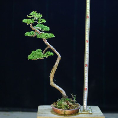 原生济州真柏小品盆景松柏盆景微型盆栽U掌上小盆景阳台