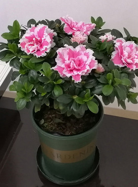 稀有名贵比利f时喷砂桃雪白色紫色杜鹃花室内外盆栽四季开花包邮