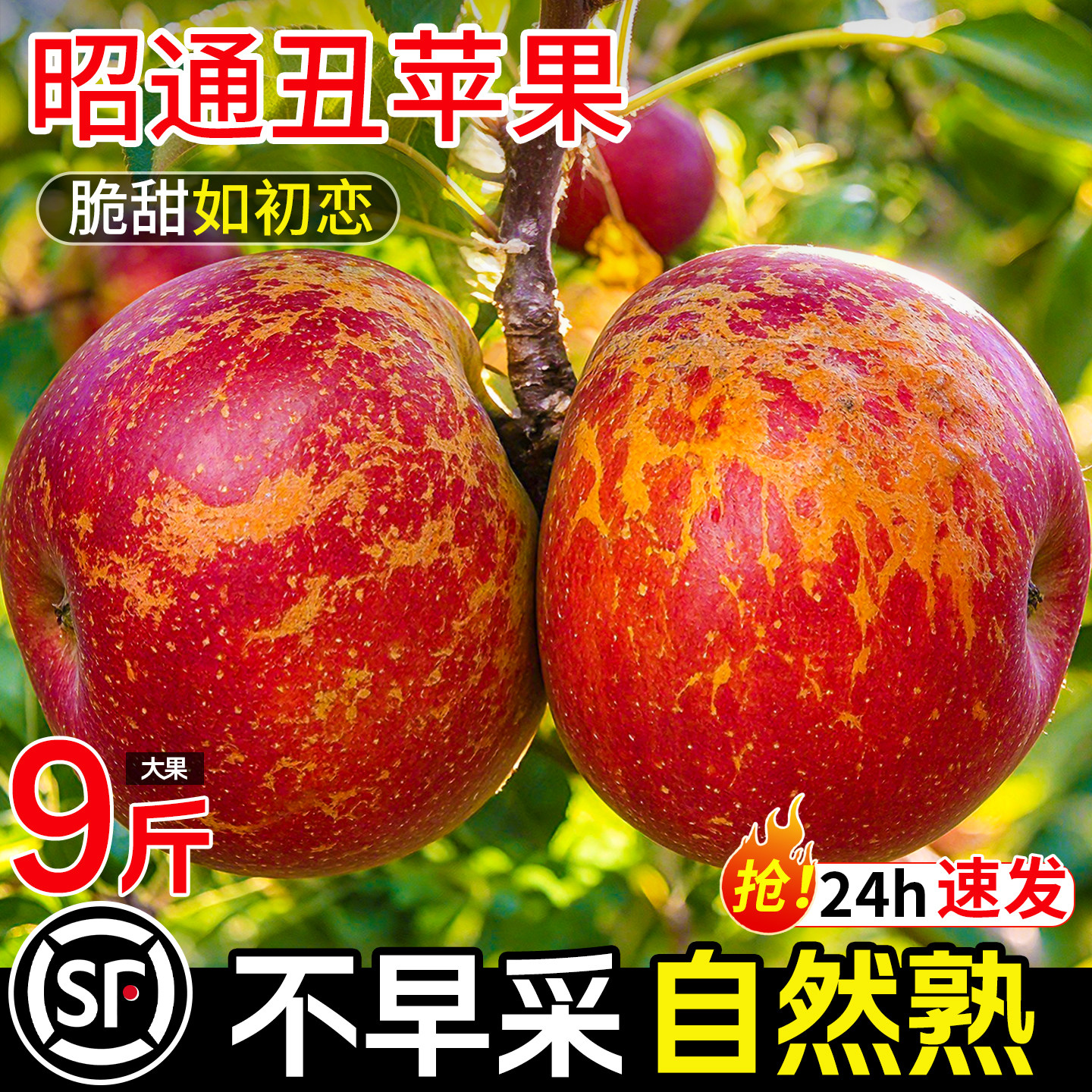 云南昭通丑苹果冰糖心苹果9斤新鲜水果当季整箱红富士绍通丑苹果