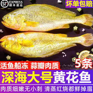 大黄鱼新鲜冷冻大号黄花鱼整箱黄鱼鲞鲜活冰鲜大黄鱼5 条顺丰批发