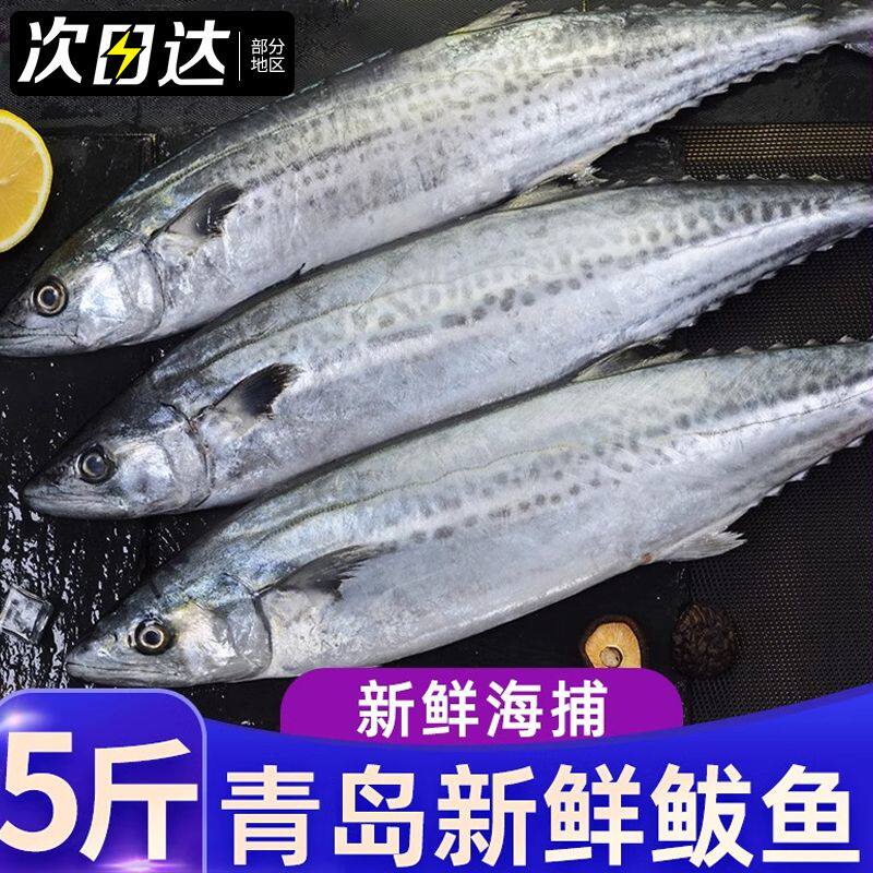 燕鲅鱼新鲜野生马鲛鱼