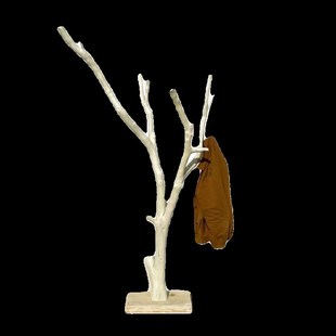 原木去皮橘树落地式衣o帽架家用卧室多叉挂衣架装饰民宿置物架摆