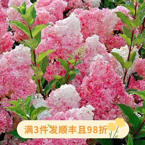 木绣球石灰灯贝拉安n娜香草草梅盆栽带花苞阳台庭院耐晒耐寒多年