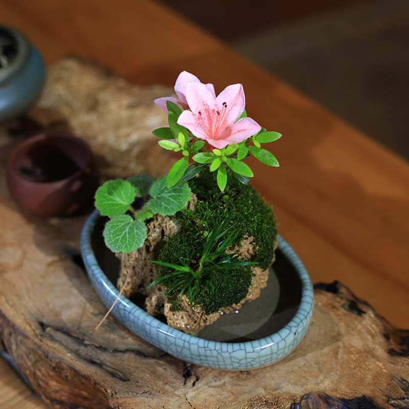 杜鹃花懒人盆栽山野草造型假山盆景虎G耳草室内客厅桌面绿植办公,鲜花速递/花卉仿真/绿植园艺,造型盆景,淘宝优惠券,粉丝福利购,淘宝优惠卷
