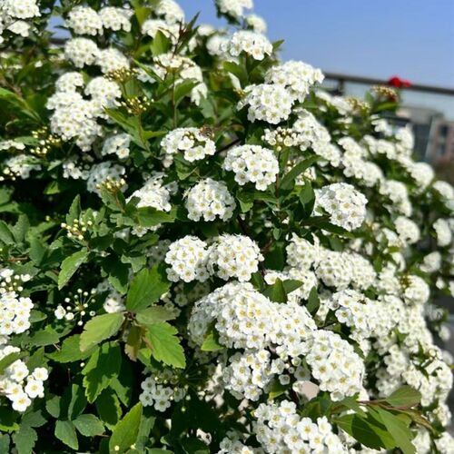 菱叶绣线菊盆栽小手球庭院多年生灌木植物K花镜造景耐寒耐热花期