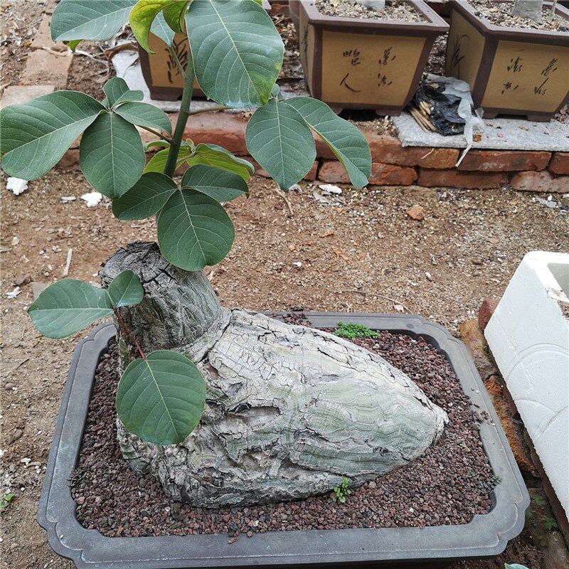 龟纹木棉 实生肉质绿背龟甲奇特绿化G景观植物 墨西哥椭叶块根庭