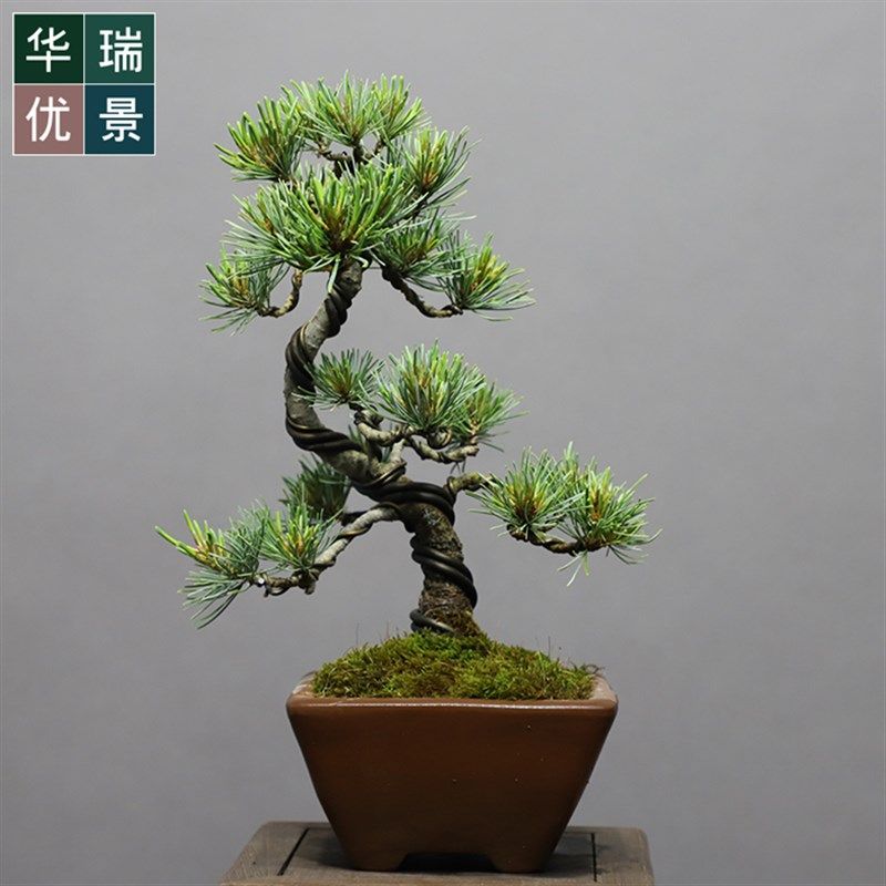 华瑞优景宫岛大阪松盆景小老x桩盆栽四季常青绿植净化空气小品植,鲜花速递/花卉仿真/绿植园艺,造型盆景,淘宝优惠券,粉丝福利购,淘宝优惠卷