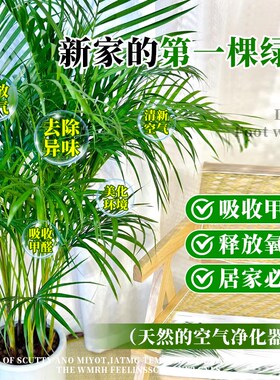富贵椰子大型绿植盆栽室r内客厅散尾葵办公室好养植物盆景四季常