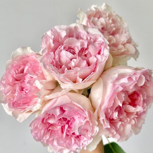 伊芙乙女心/少女心月季花苗四季D开花阳台庭院盆栽大花浓香粉色