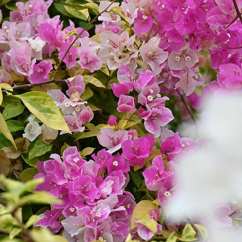 三角梅 金边红樱 扦插苗花色百变金边漳红樱盆栽T绿植庭院阳台喜